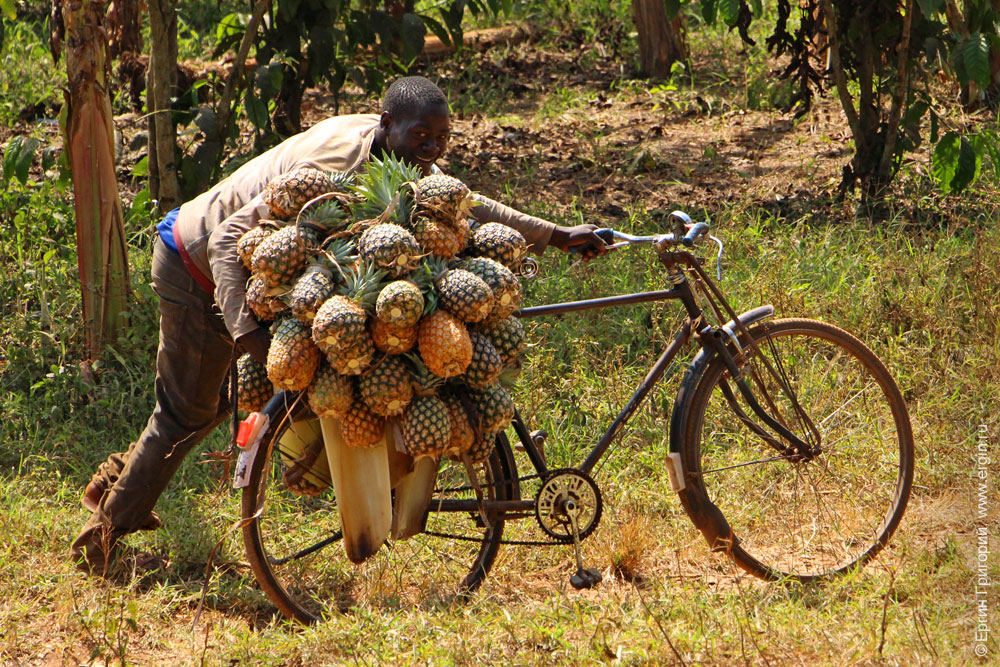 Велосипед нагруженный ананасами Африка