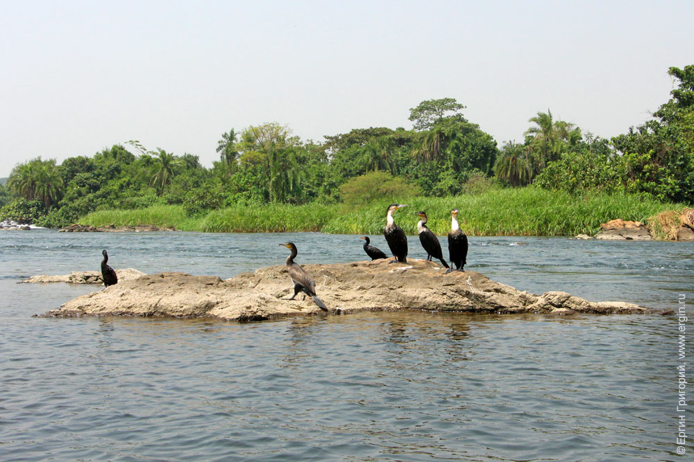 Бакланы на камнях Нил Африка Уганда