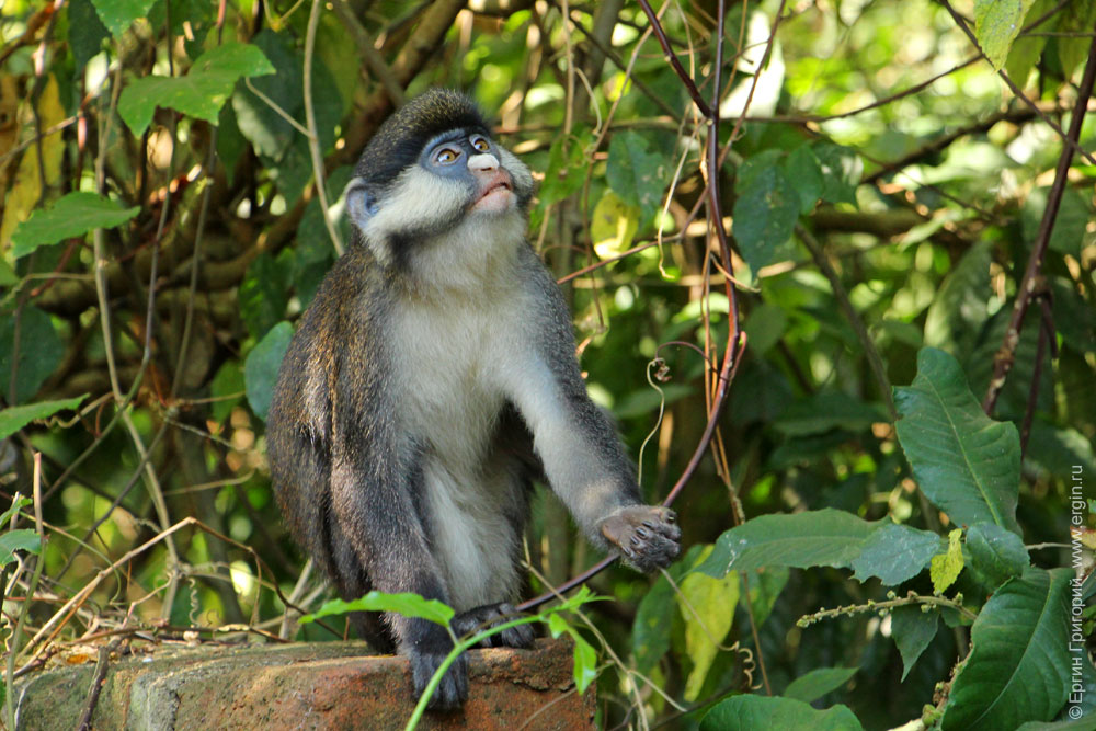 Rad Tail Monkey Africa Uganda