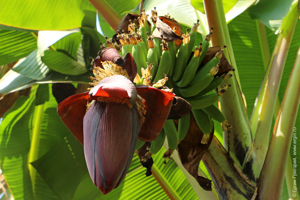 Как растет банан на пальме в Африке
