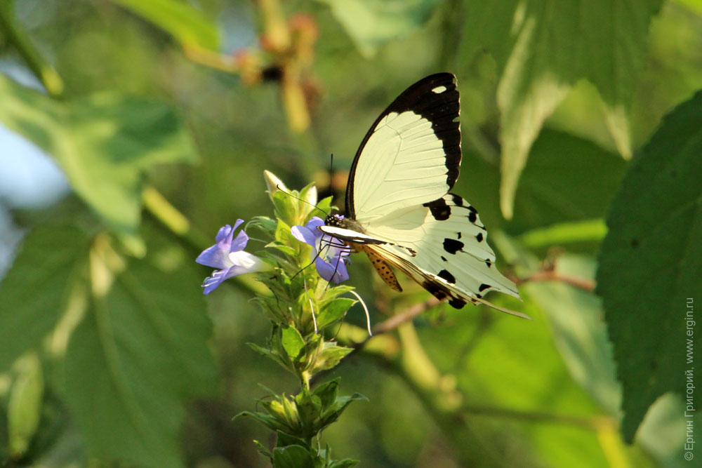 Белая бабочка на цветке Уганда Африка