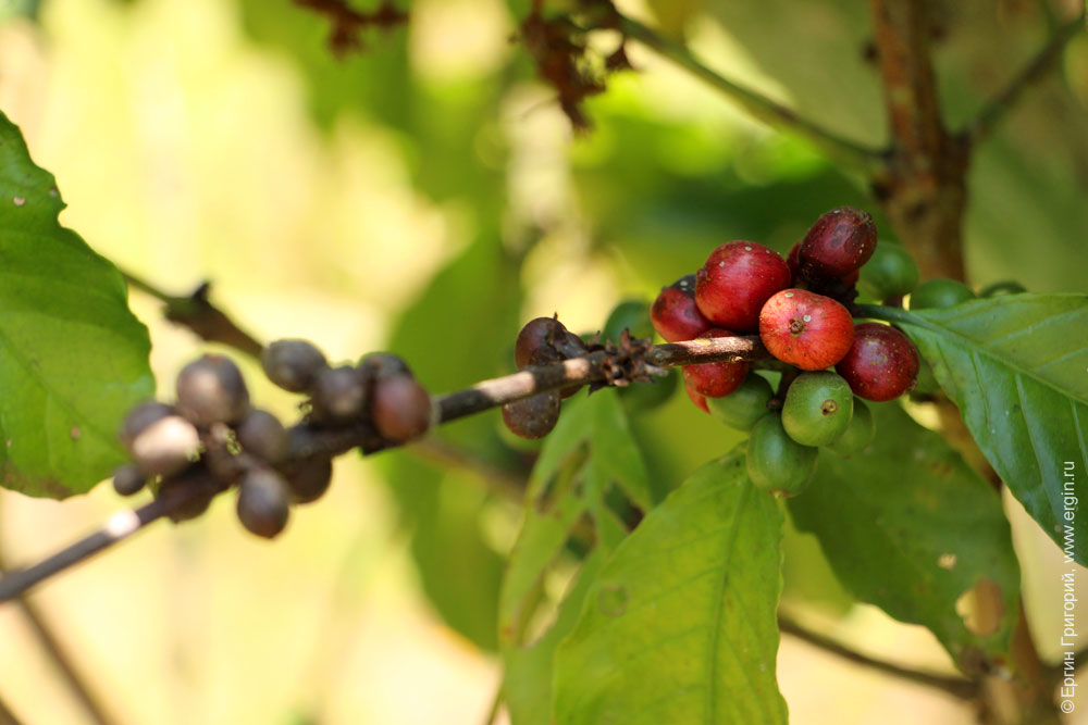 Кофейные ягоды Уганда как растет кофе