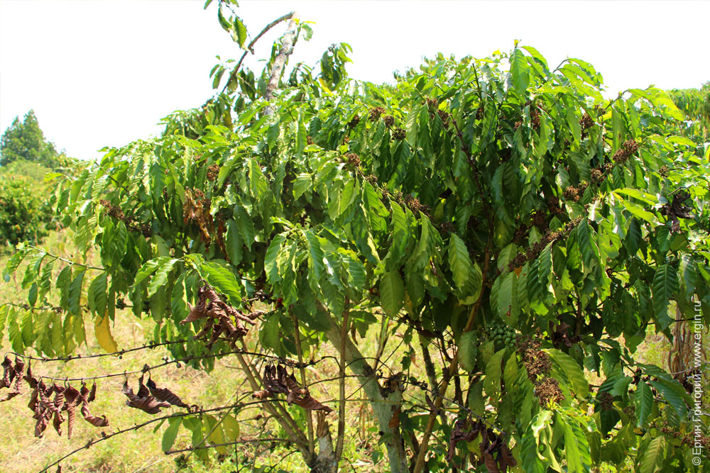 Кофейное дерево в Африке