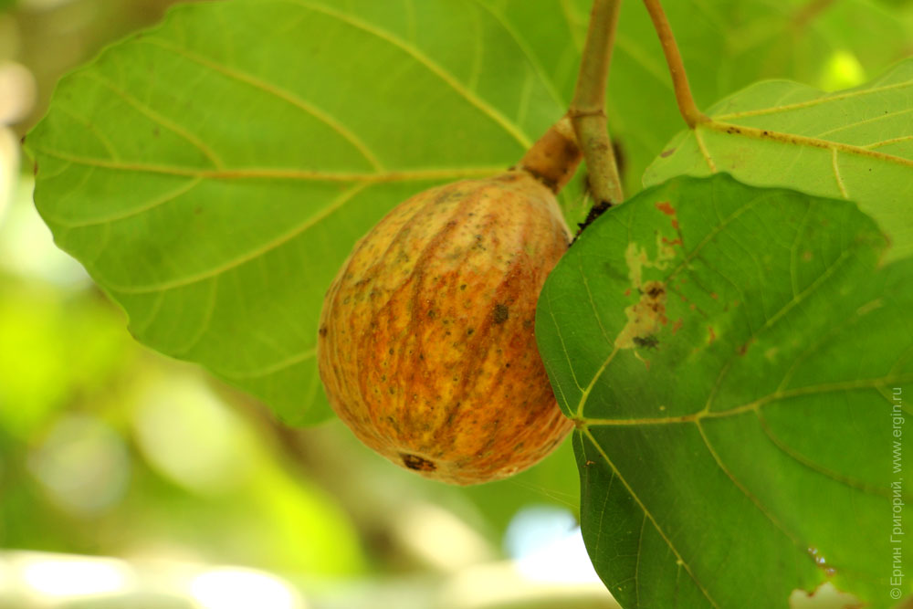 Плоды инжира на фиговом дереве в Африке