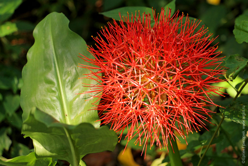 Цветок красный шар Уганда