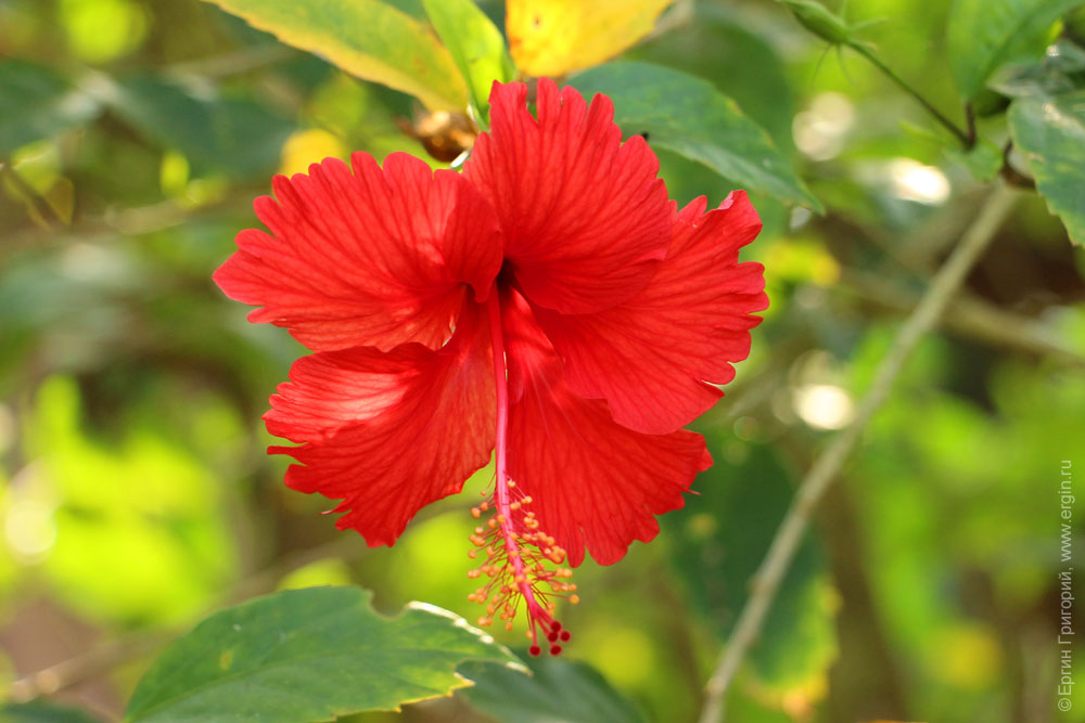 Уганда Красный цветок
