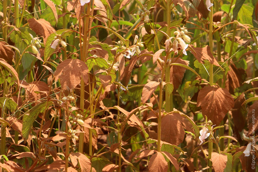 Красная пыль на листьях растений в Уганде