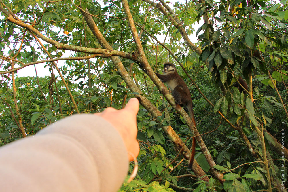 Краснохвостая обезьяна на расстоянии вытянутой руки