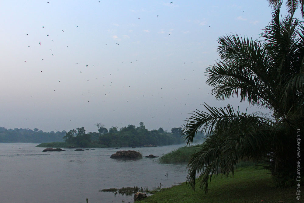 Птицы как мошки утро над рекой Нил