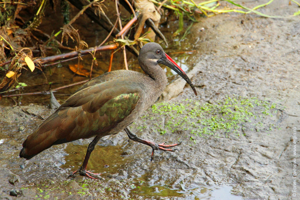 Hadada ibis Ибис великолепный Уганда