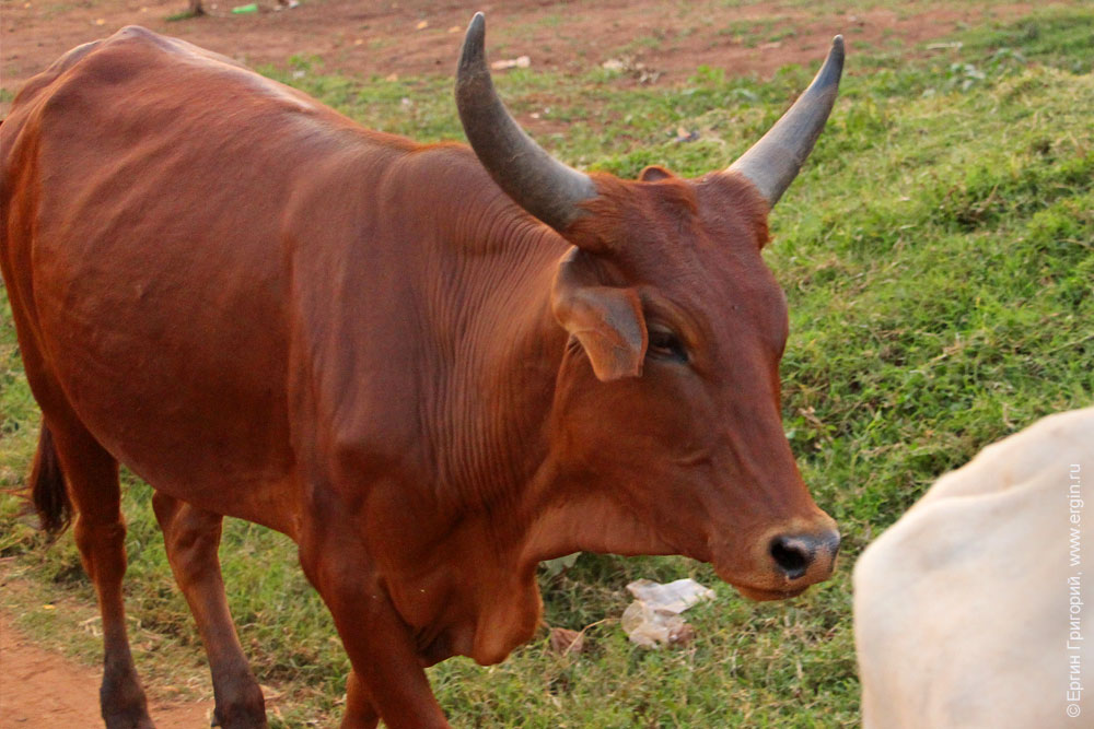 Длиннорогая корова в Уганде