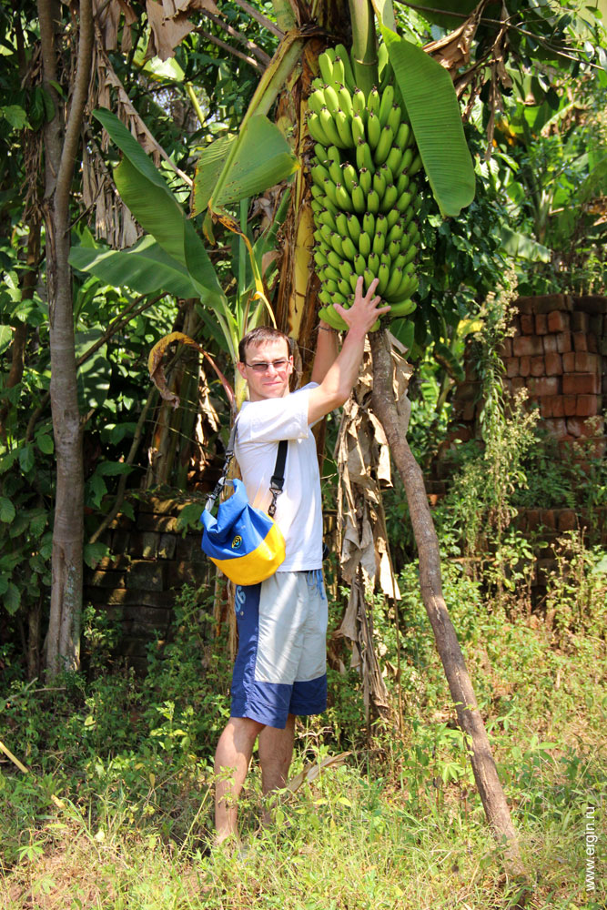 Здоровущая гроздь африканских бананов