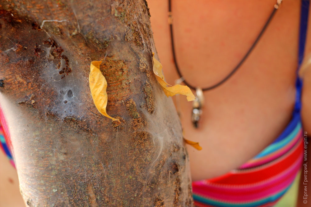Паутина на дереве на фоне сисястой женской груди
