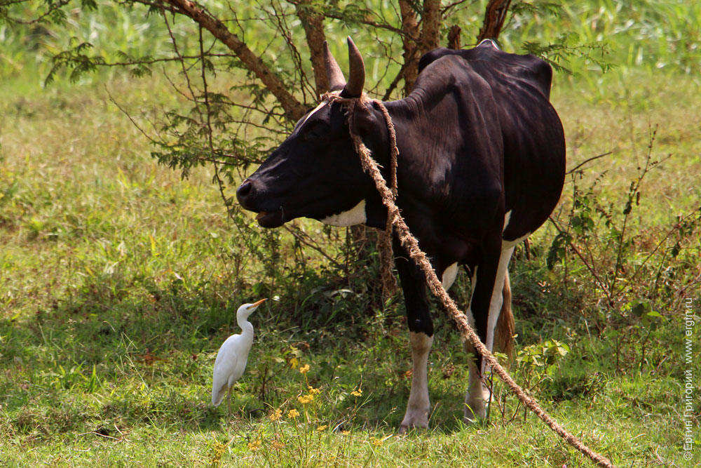 Корова и белая цапля в Уганде