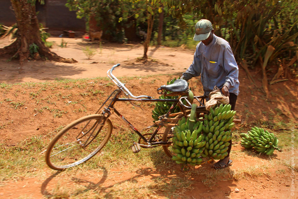 Полный велосипед бананов Африка