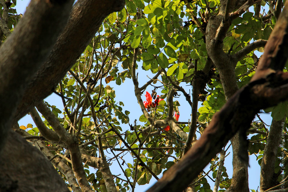 Красные цветы в кроне Угандийских деревьев