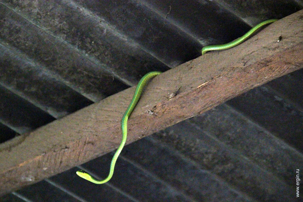 Маленькая зеленая змейка под крышей чилаута
