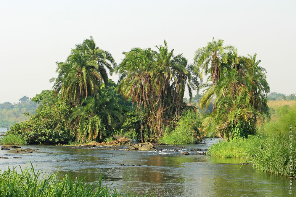 Вид на три пальмы над Нилом Уганда Африка