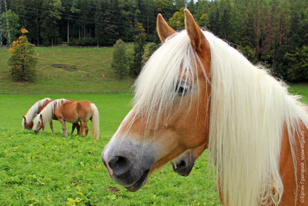 Лошади блондинки в Австрии