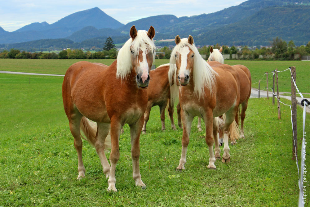 Блондинистые лошади