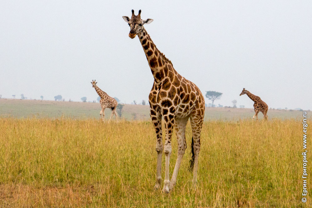 Три жирафа в саванне Африка Уганда