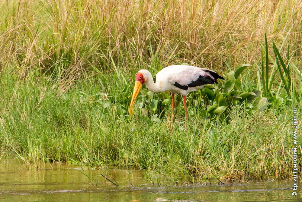 Painted stork индийский аист клювач