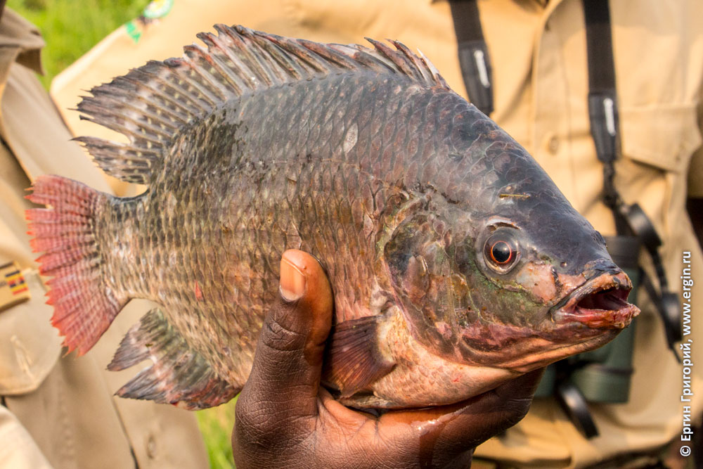 Телапия Уганда рыба