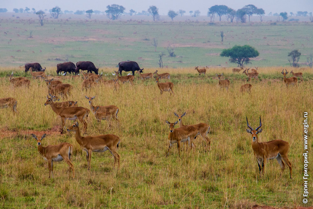 Буйволы и антилопы в национальном парке Уганды