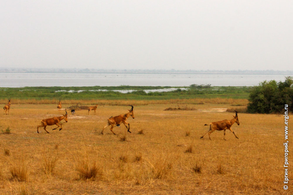 Конгони антилопы прыгают по саванне на фоне Нила