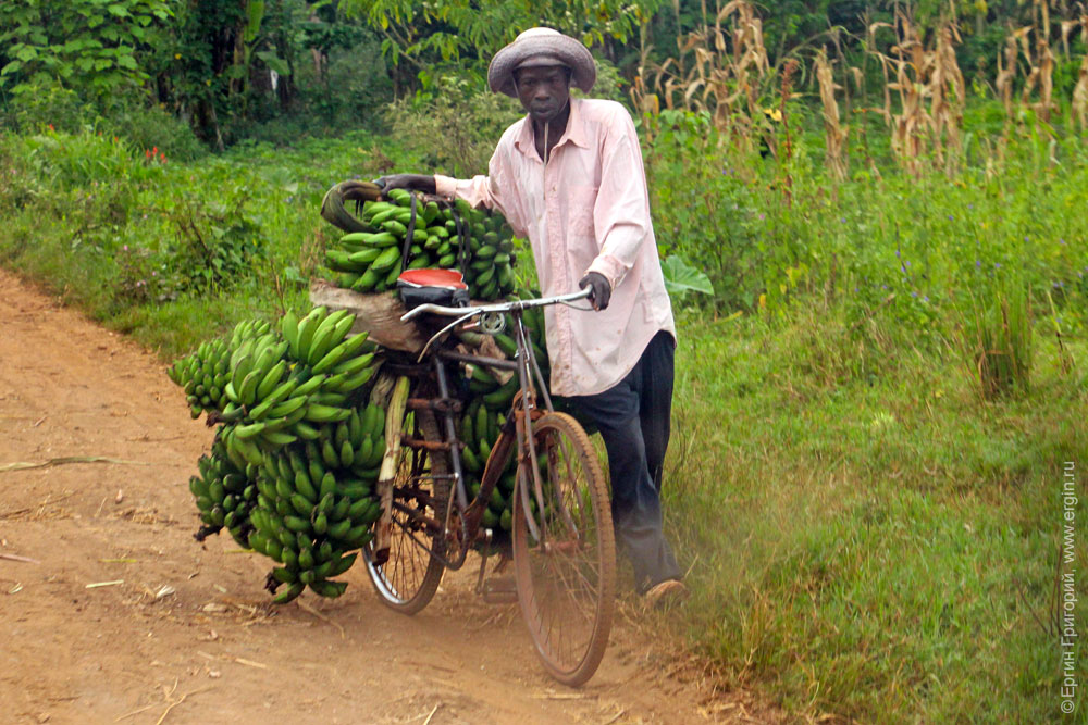 Полный велосипед бананов