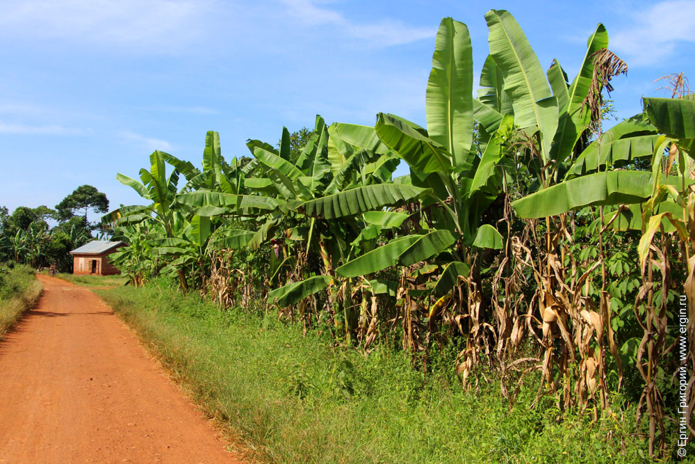 Уганда - банановая республика
