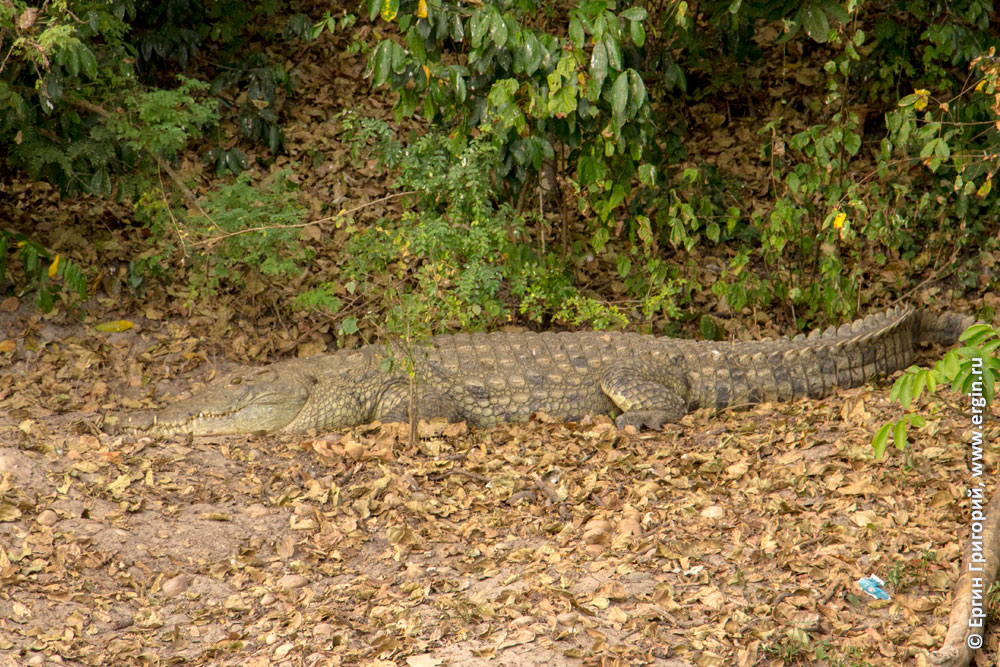 Нильский крокодил Африка Уганда