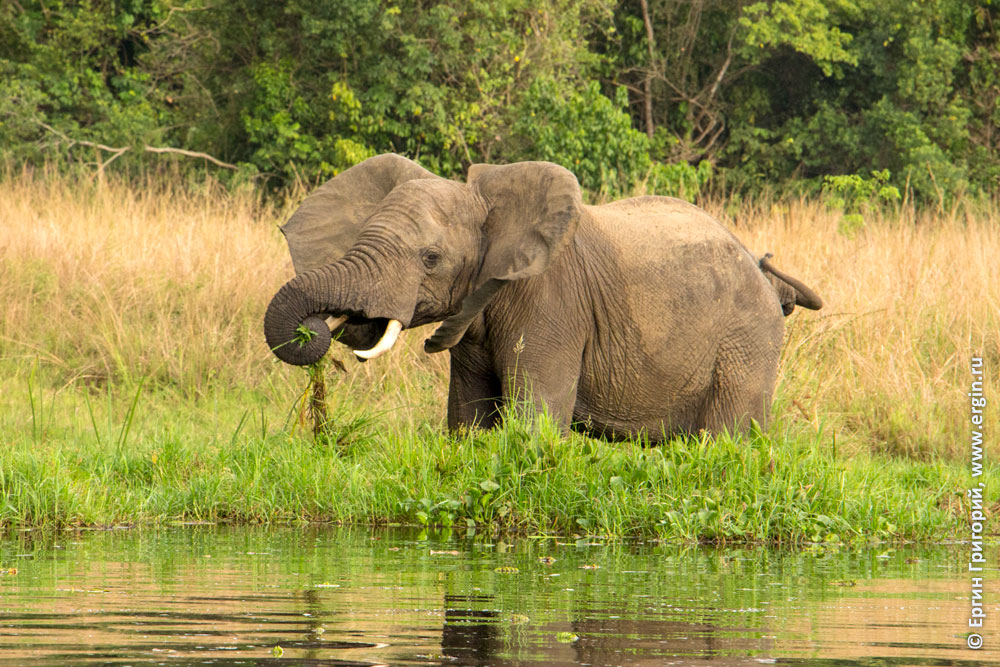 Слон ест траву Уганда