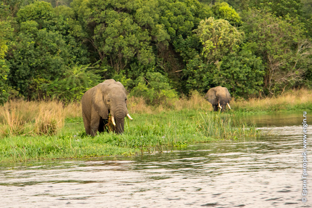 Слоны на берегу Нила
