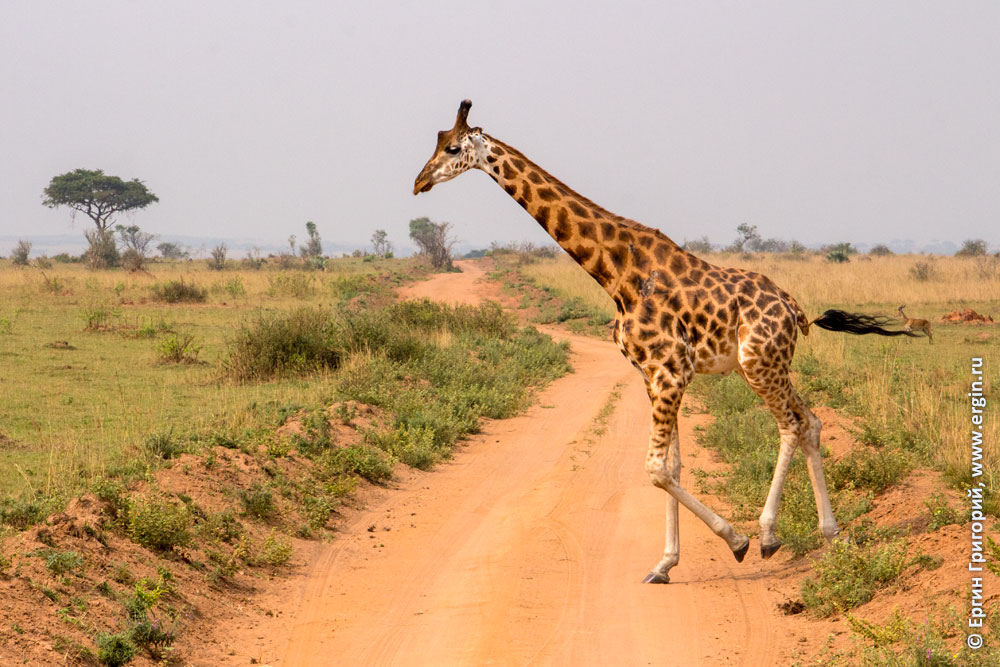 Перебегающий дорогу жираф Африка Уганда