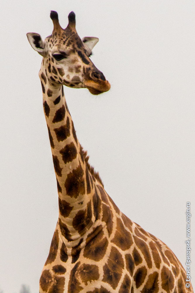 Жираф голова и шея
