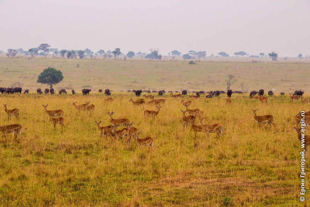 Стаи антилоп и буйволов в африканской саванне