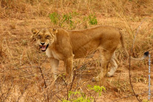 Львица рычит в африканской саванне