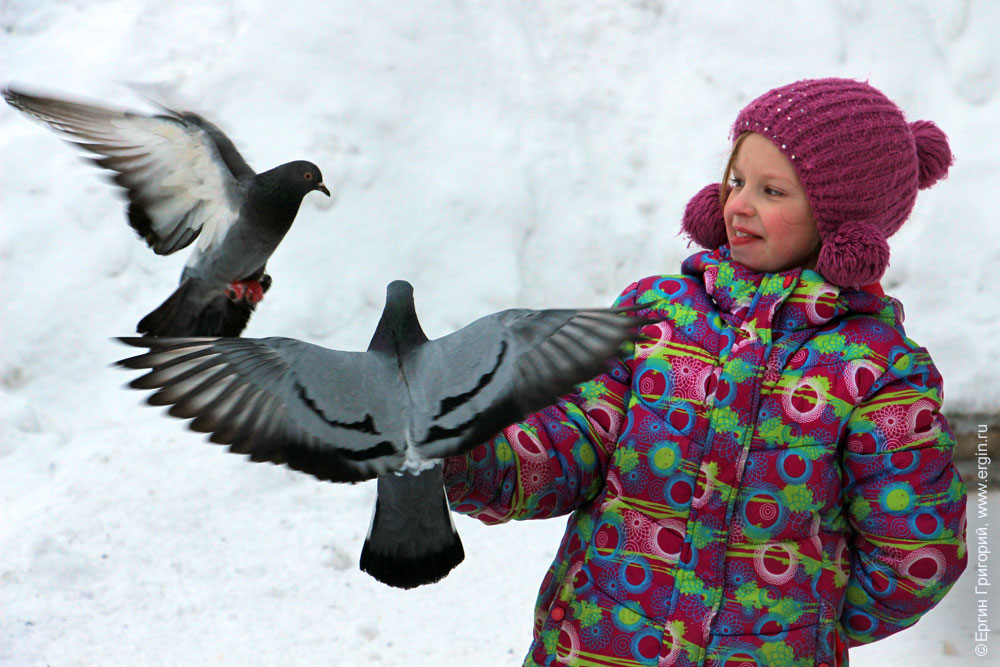 Девочка кормит ручных голубей