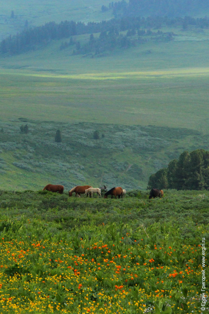 Лошади и цветы в горах Алтая