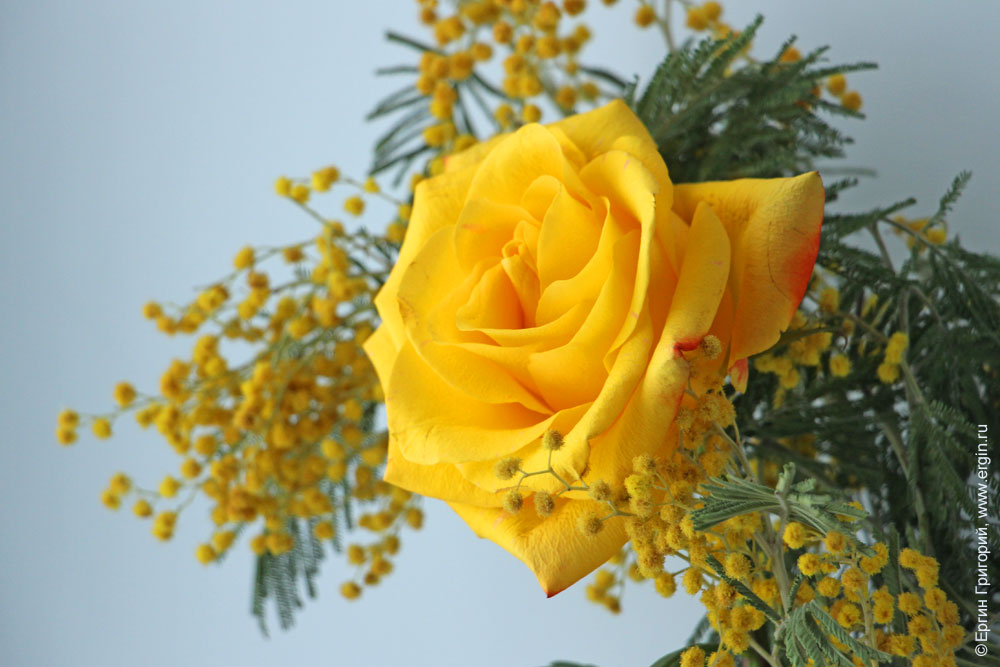 Желтые цветы открытка на 8 марта