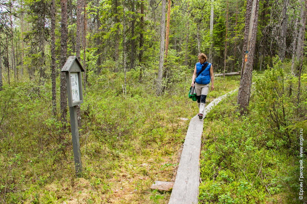 Финские деревянные тропинки через болото