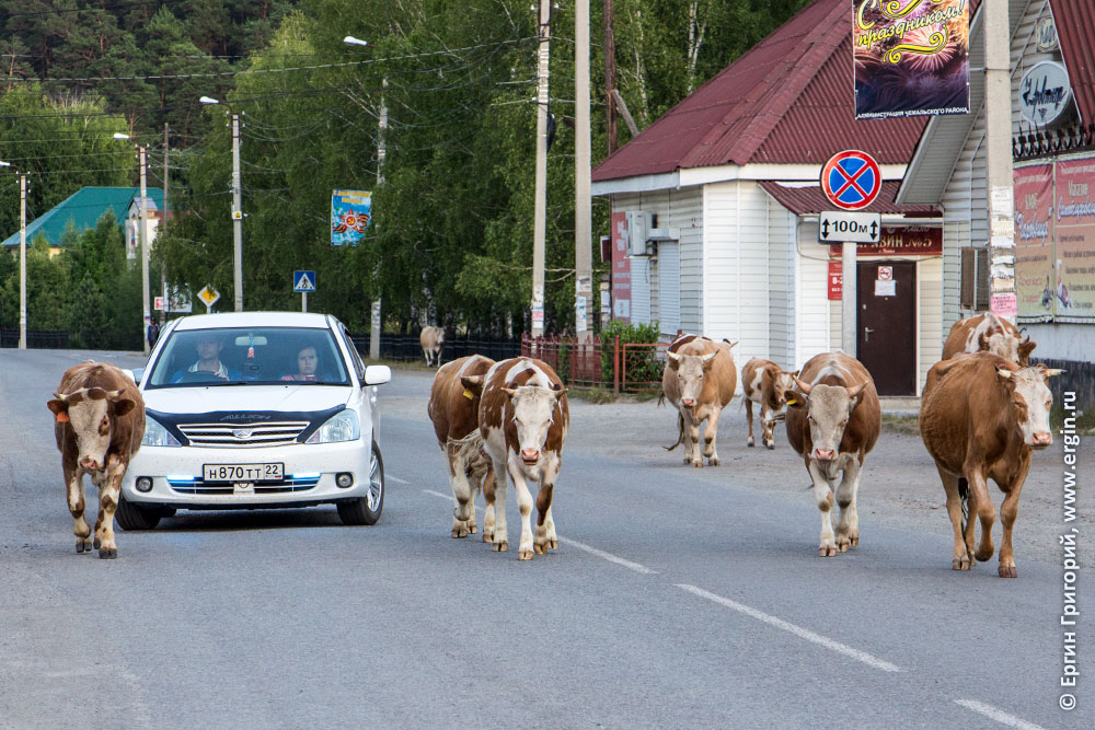 Коровы на дороге Алтай