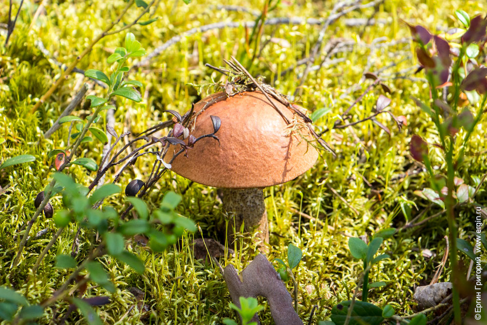 Растет гриб подосиновик