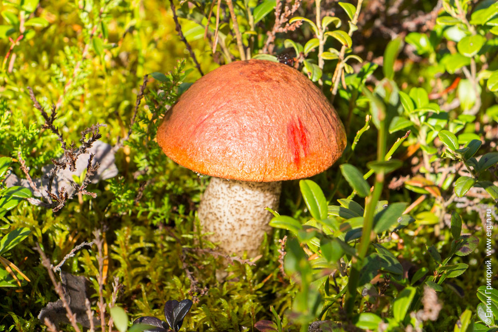 Красный гриб Лиекса