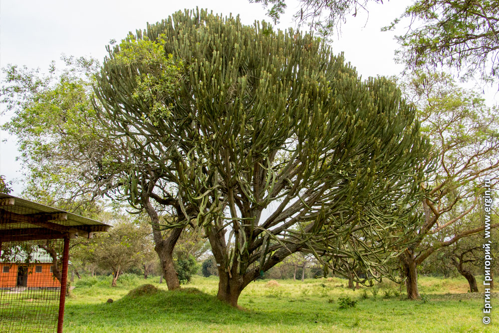 Канделябровое дерево