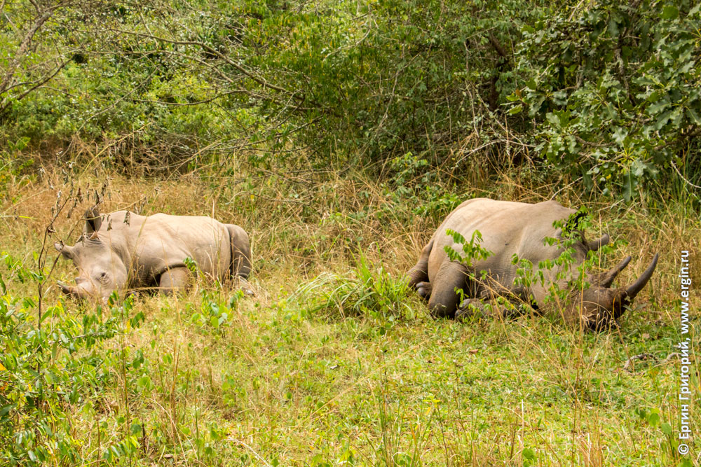 Носороги в Уганде самка и детеныш
