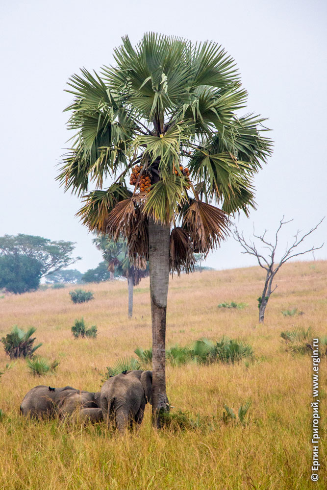 Слоны под пальмой в саванне