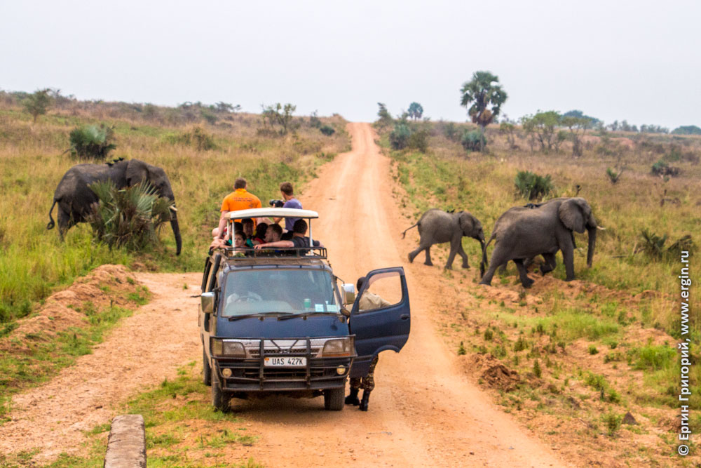 Сафари слоны идут мимо машины