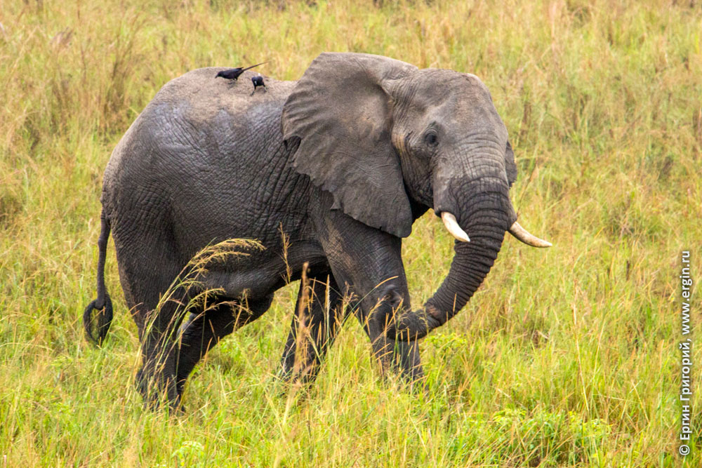 Маленький африканский слон с птицей на спине